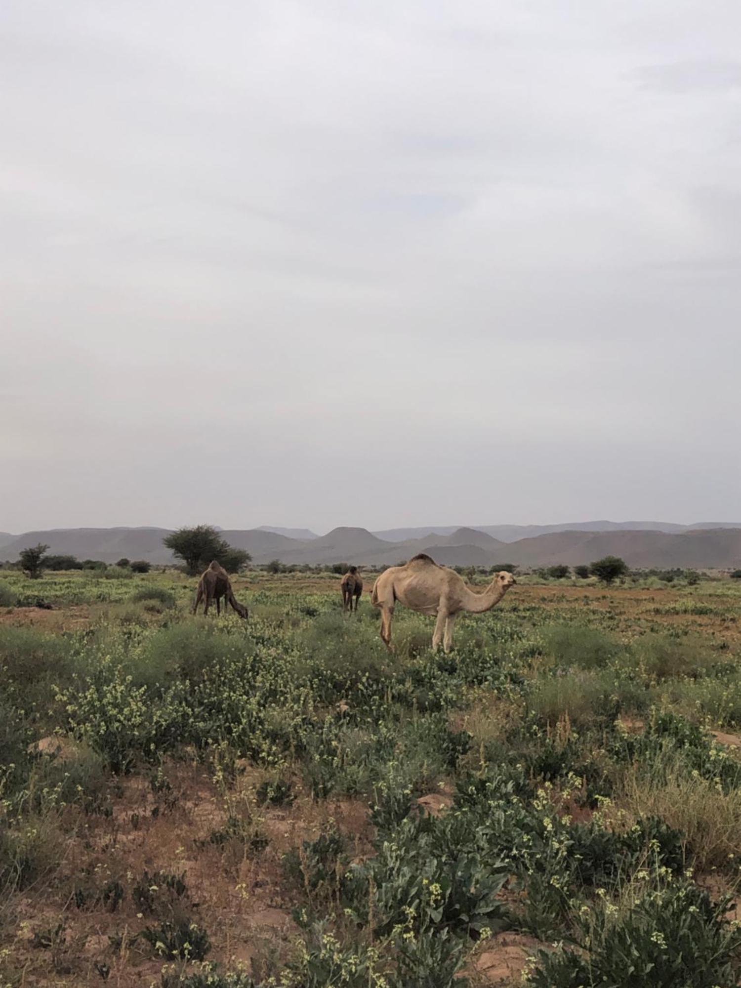 Dar Toda - Zagora Guest House Exterior foto